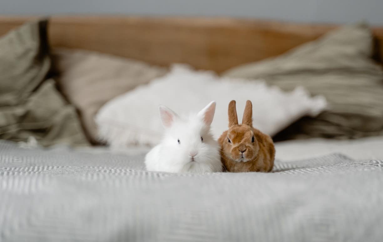 Pourquoi castrer son lapin ? Le Dr Vétérinaire Chloé Rezaie vous explique...