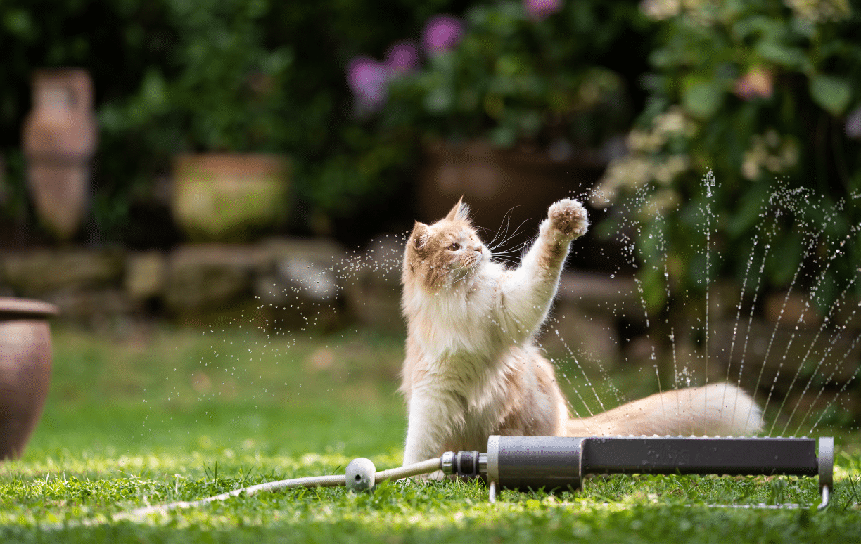 Qu'est-ce-que la bi-nutrition? Pourquoi est-elle utile chez le chat? La vétérinaire Chloé Rezaie répond à vos questions.