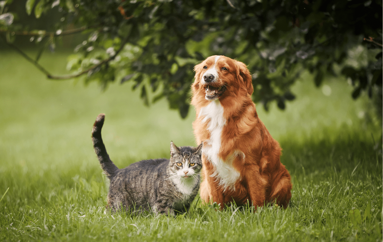 chien et chat profitant de l'extérieur et risquant d'attraper des puces et des tiques
