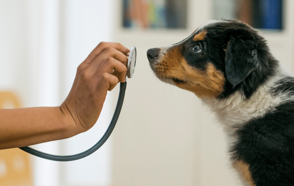 animal en visite chez le vétérinaire pour faire une analyse de sang