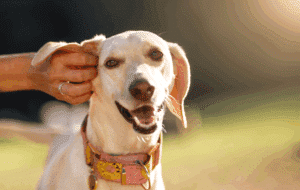 chien allergique qui se gratte