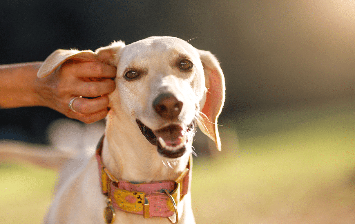chien allergique qui se gratte
