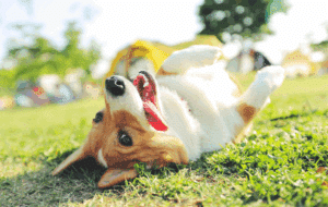 chien au soleil