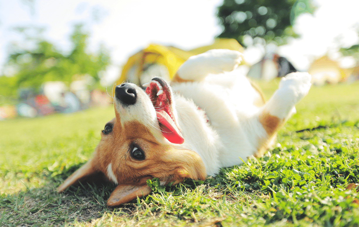 chien au soleil
