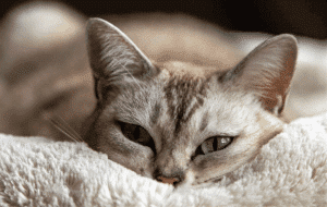chat fatigué après crise épilepsie