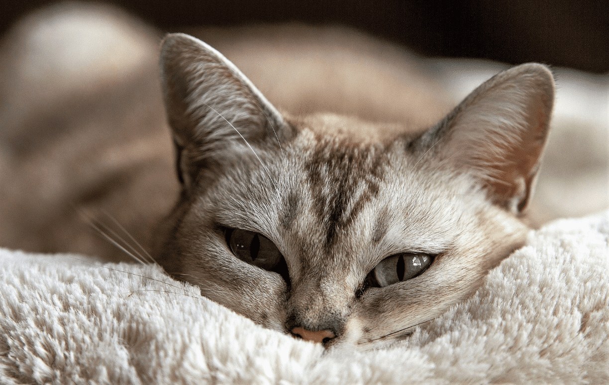 chat fatigué après crise épilepsie