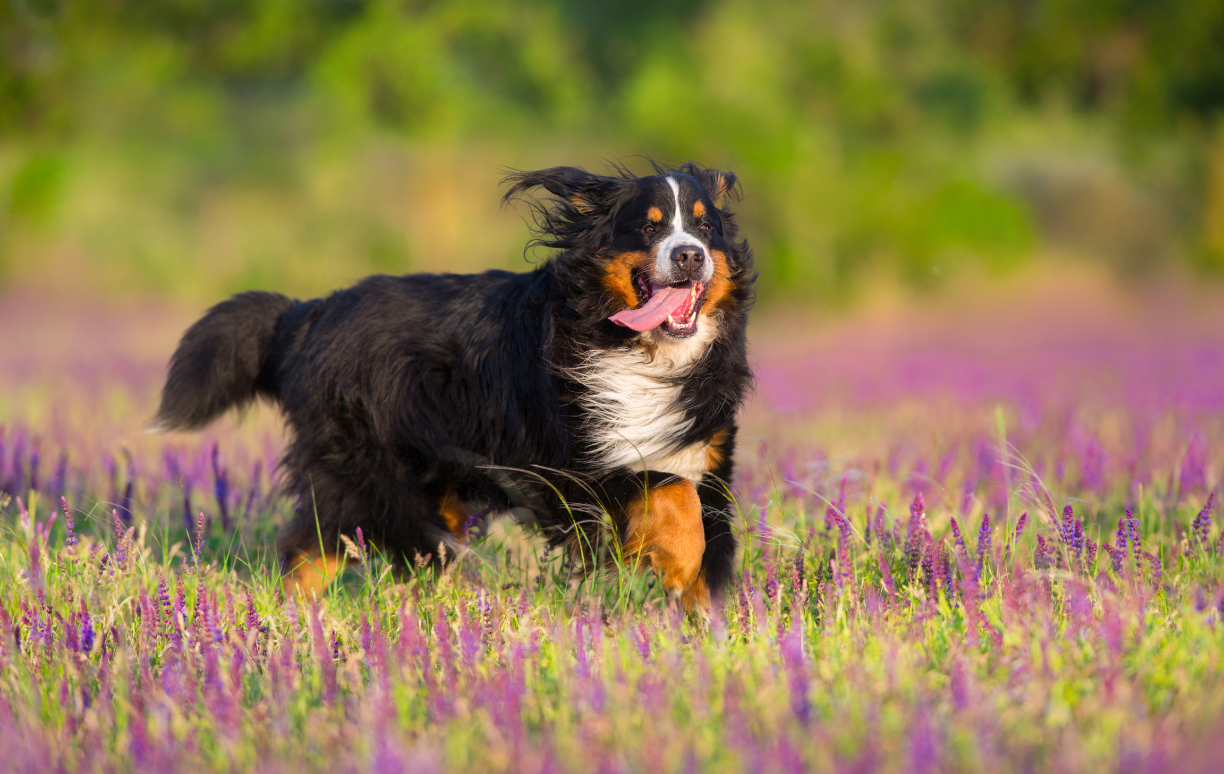 chien courant dans un champs pour prévenir son obésité