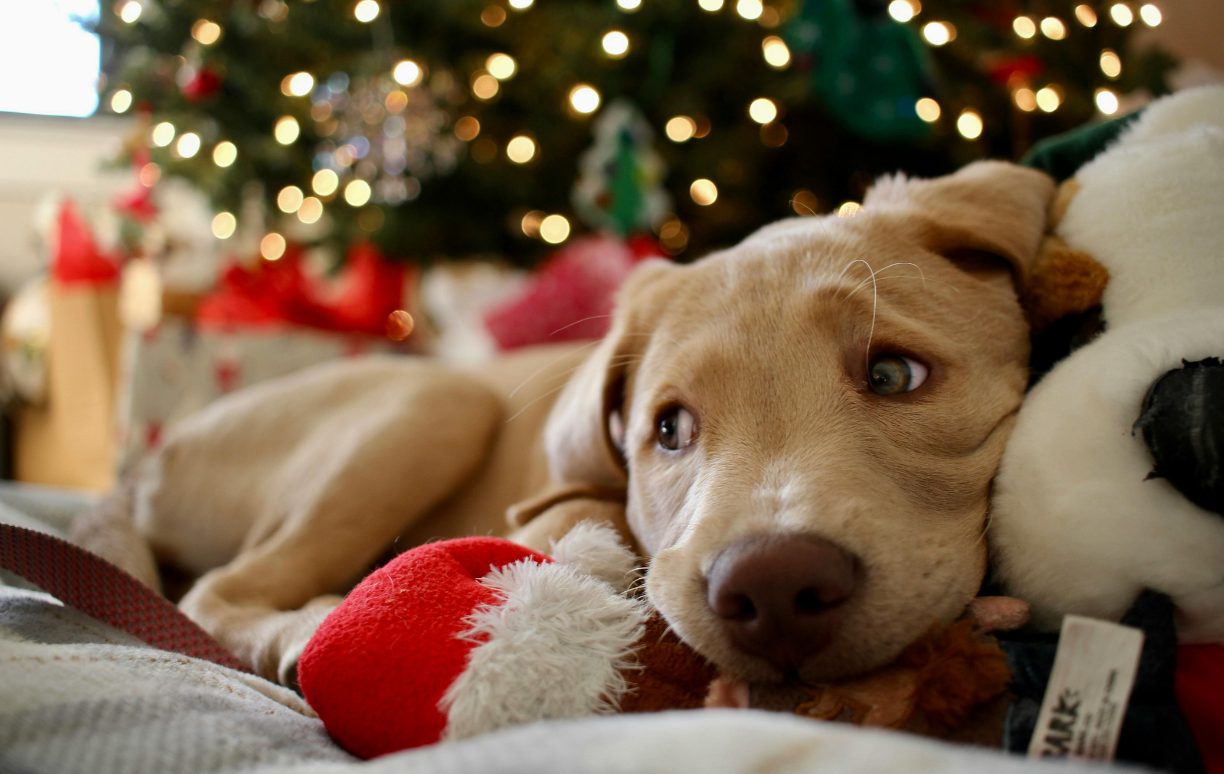 chien devant un sapin de Noël