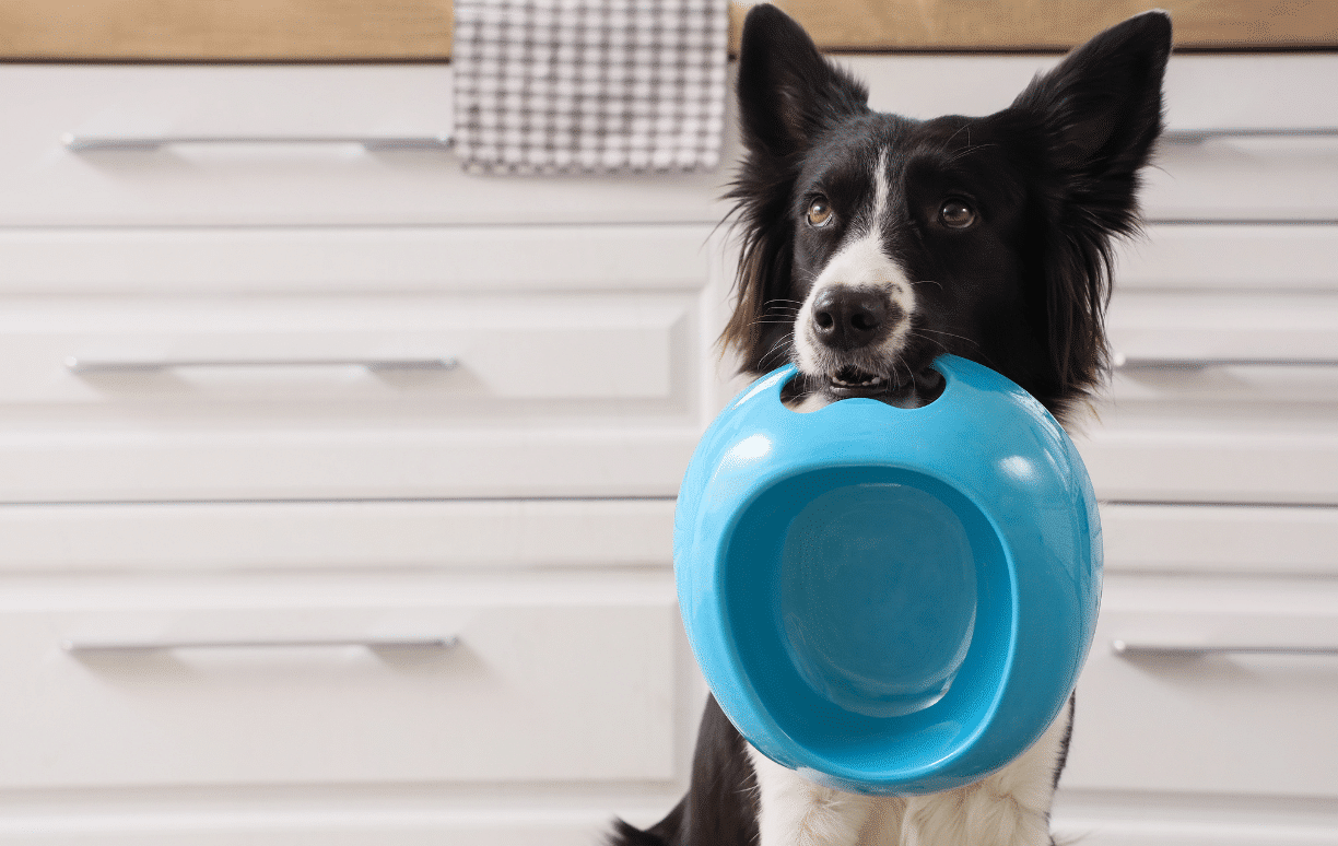 chien attendant son régime d'éviction