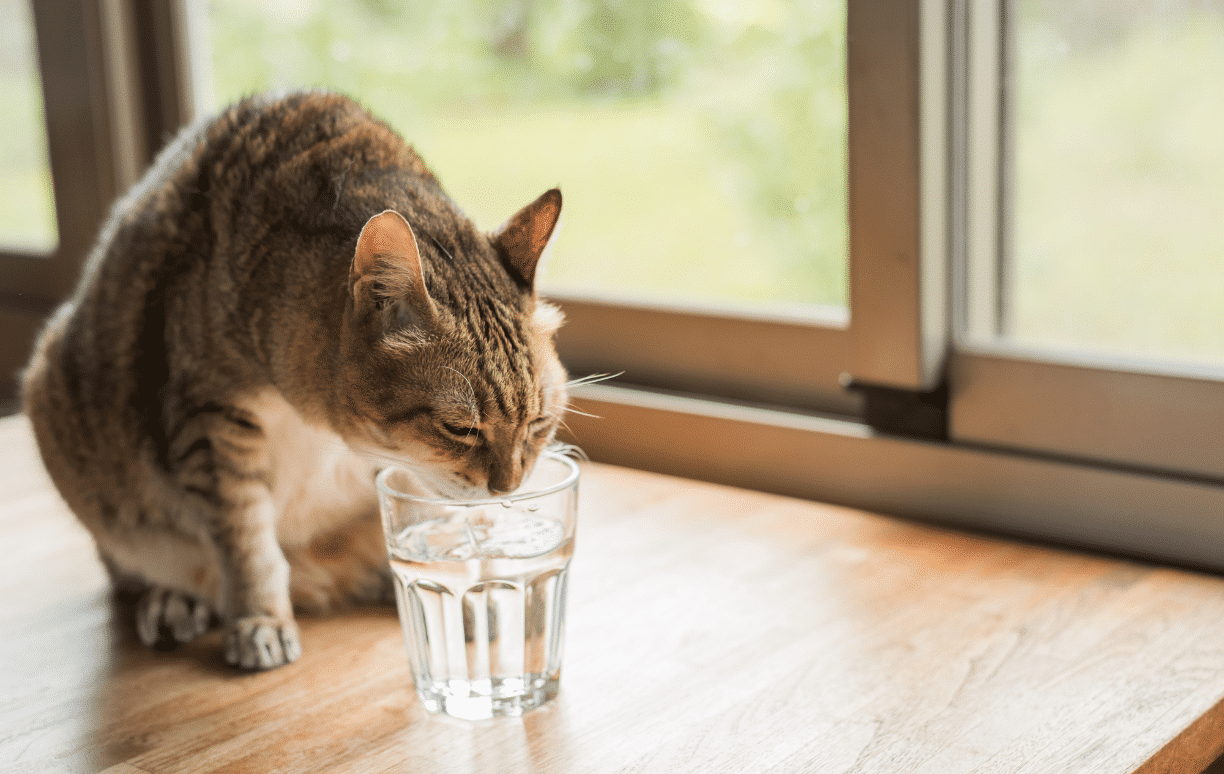 chat buvant beaucoup d'eau